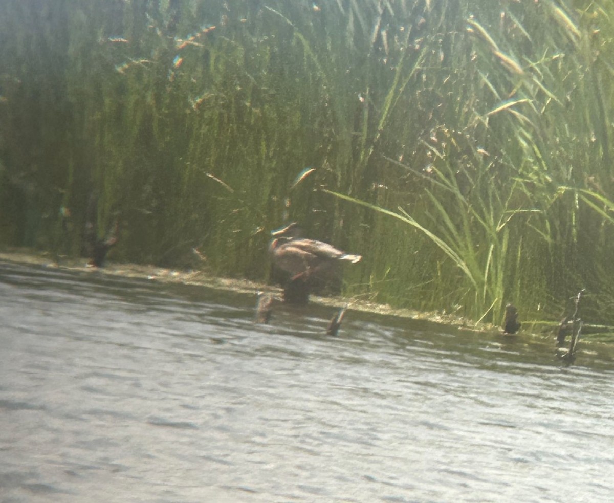 Canard colvert - ML646076498