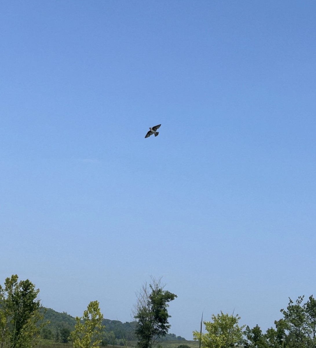 Hirondelle bicolore - ML646076506