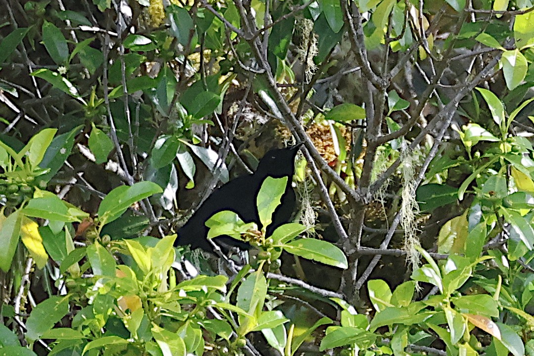 Loria's Satinbird - ML646076513