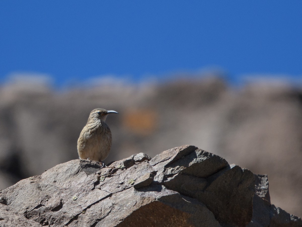 Scale-throated Earthcreeper - ML646076515