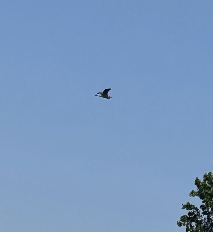 Grand Héron (groupe herodias) - ML646076517