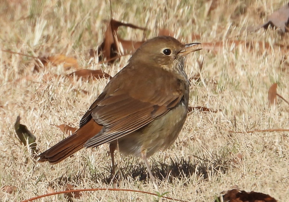 Hermit Thrush - ML646076528