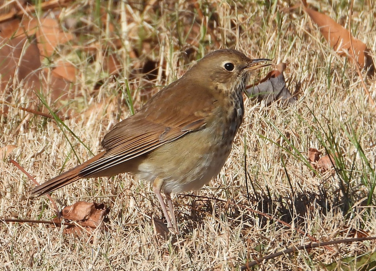 Hermit Thrush - ML646076530