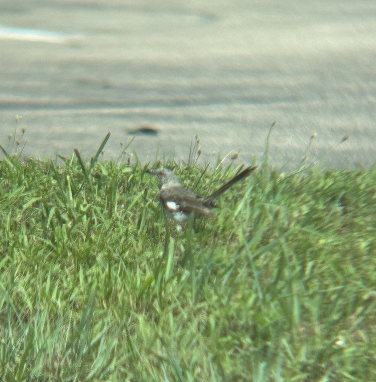 Northern Mockingbird - ML646076533