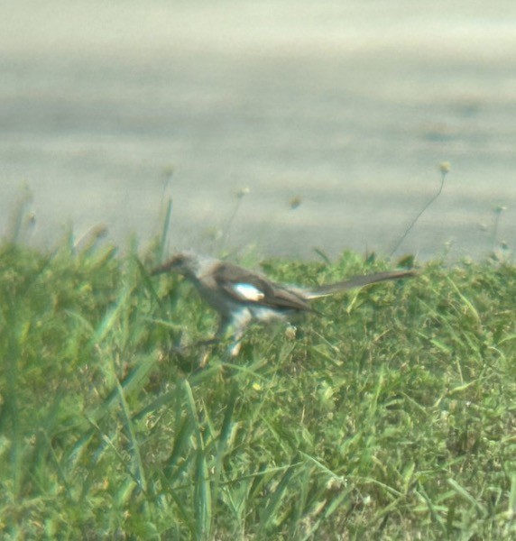Northern Mockingbird - ML646076534