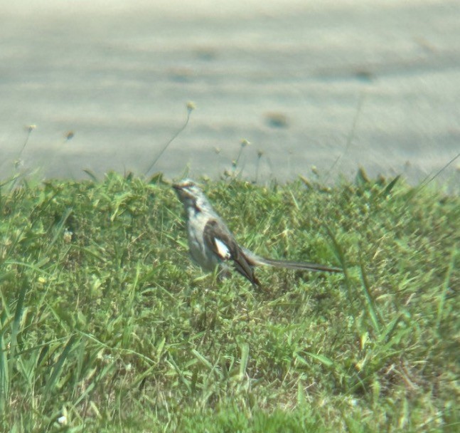 Northern Mockingbird - ML646076535