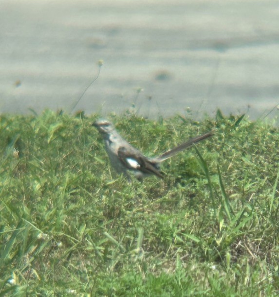 Northern Mockingbird - ML646076536