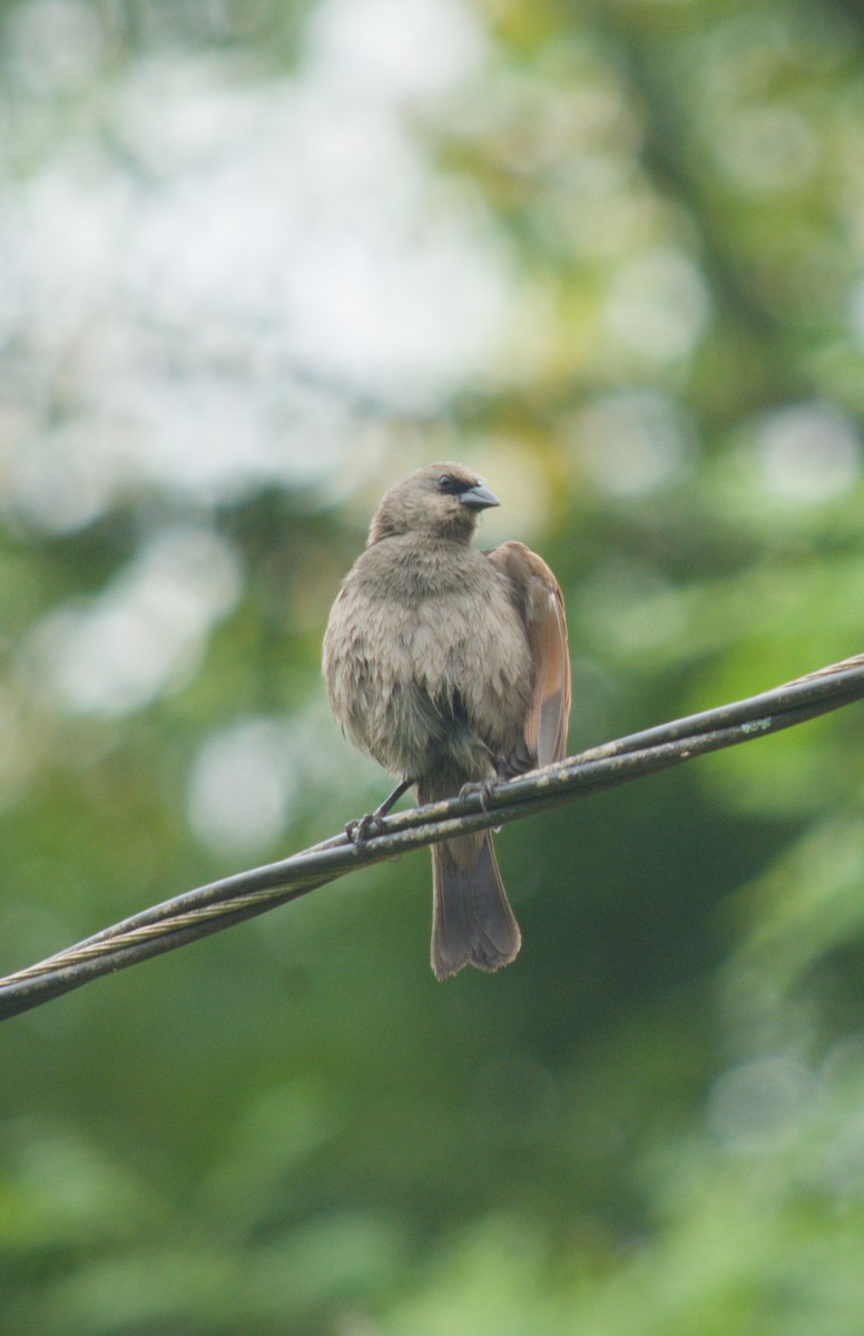 Grayish Baywing - ML646076539