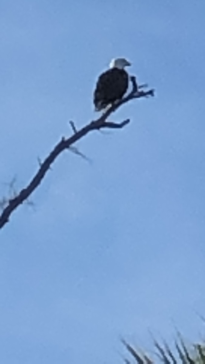 Bald Eagle - ML646076541