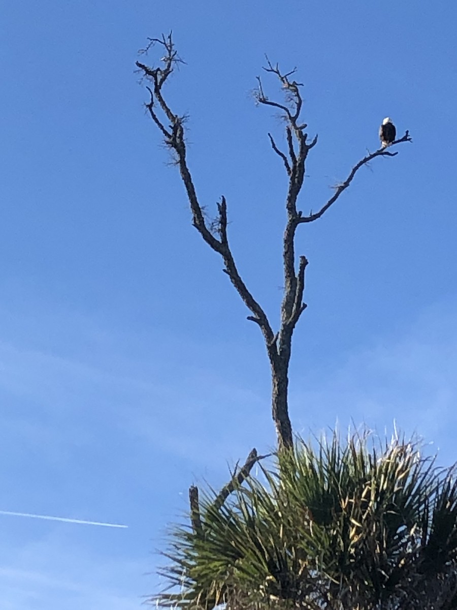 Bald Eagle - ML646076542