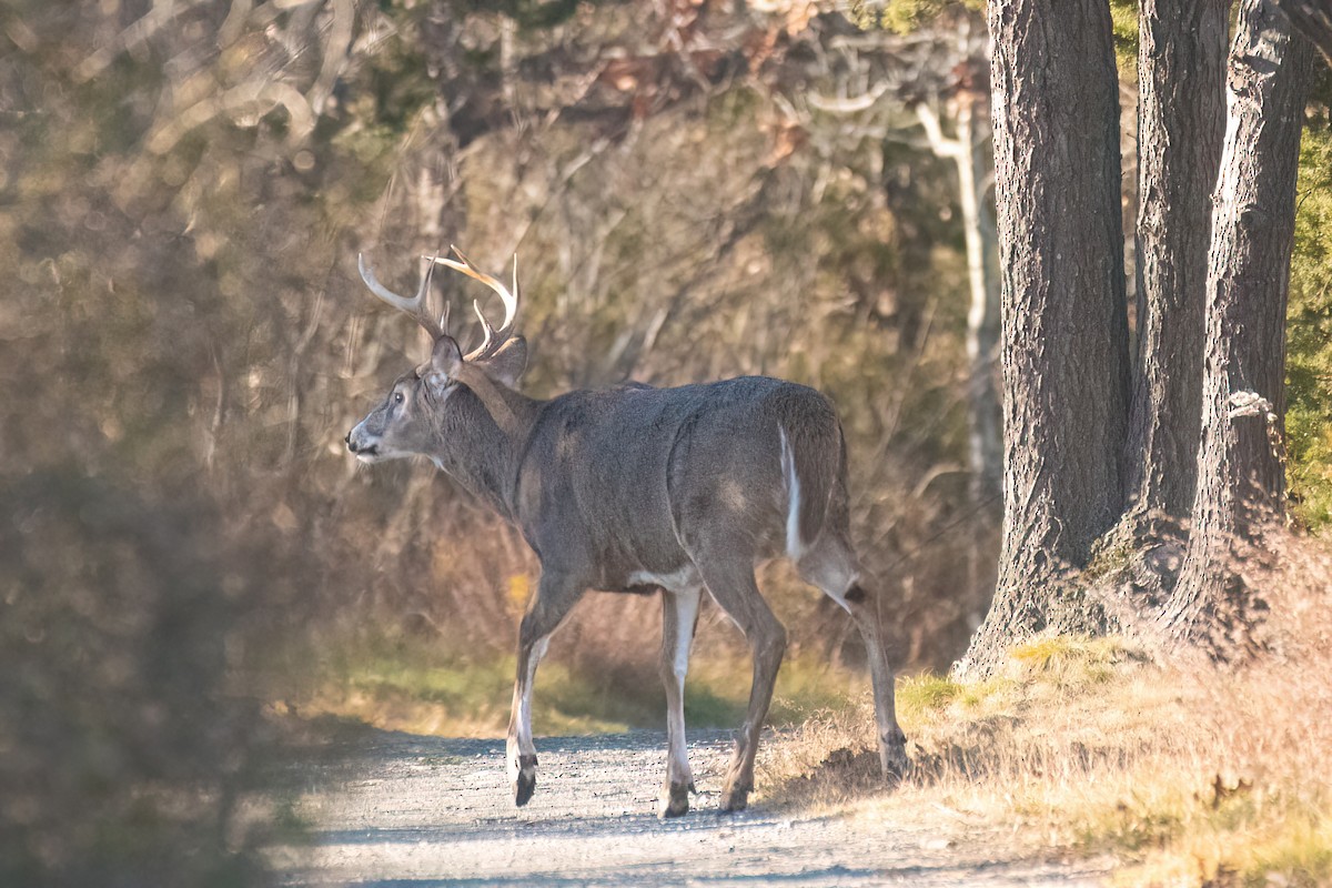 White-tailed Deer - ML646076543