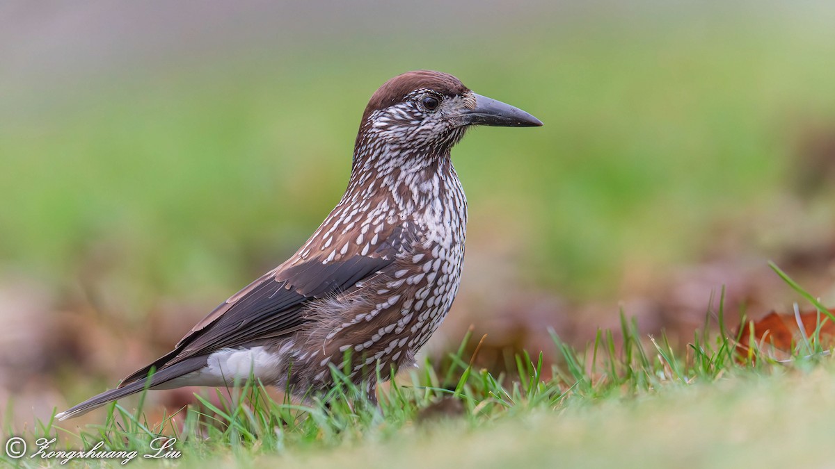 Northern Nutcracker - ML646076547