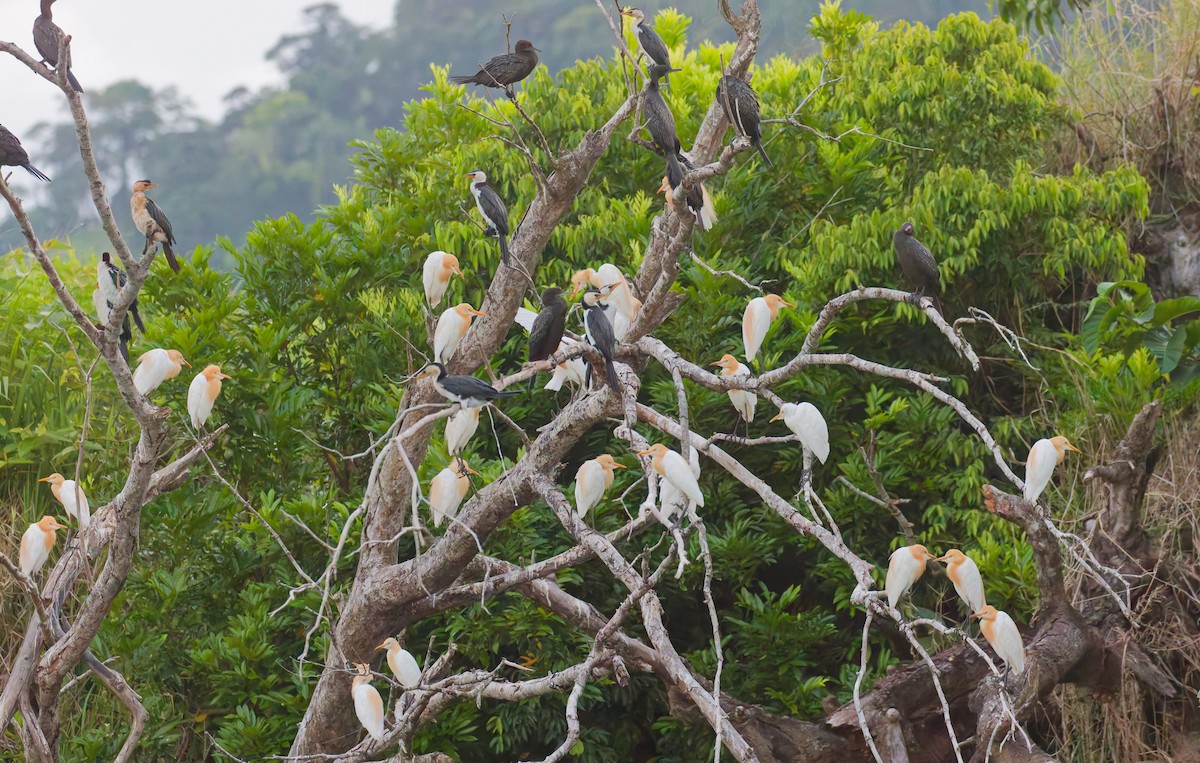 volavka dobytčí - ML646076549