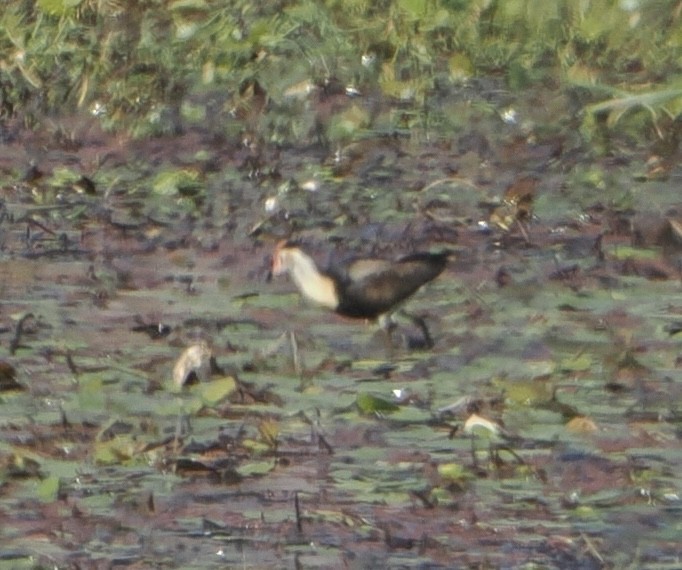 Comb-crested Jacana - ML646076564