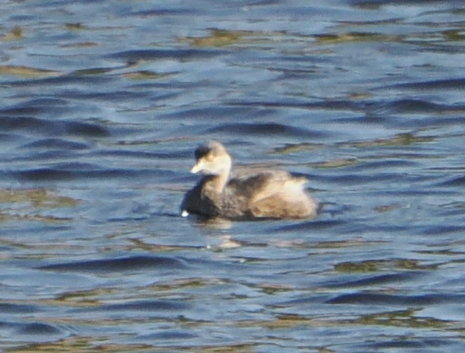 Australasian Grebe - ML646076571
