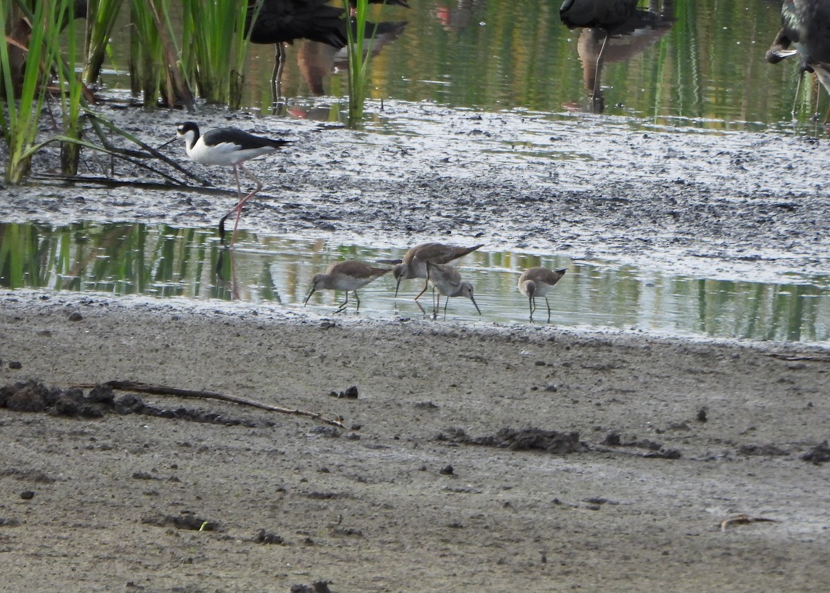Solitary Sandpiper - ML646076572