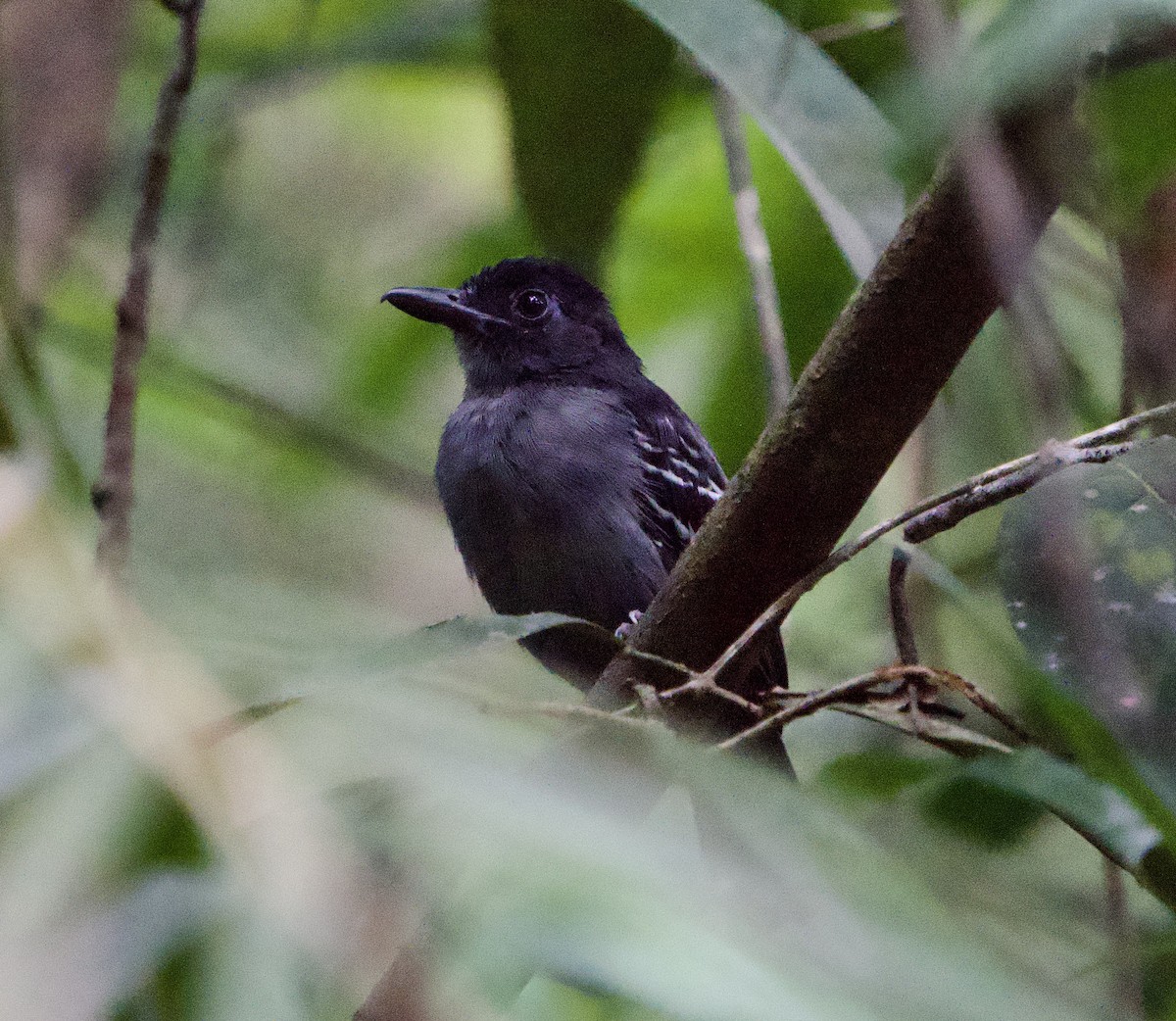 Blackish-gray Antshrike - ML646076573
