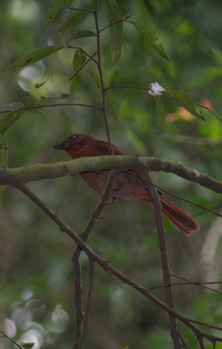 Red-crowned Ant-Tanager - ML646076579