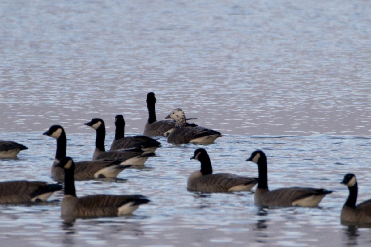 Snow/Ross's x Cackling/Canada Goose (hybrid) - ML646076580