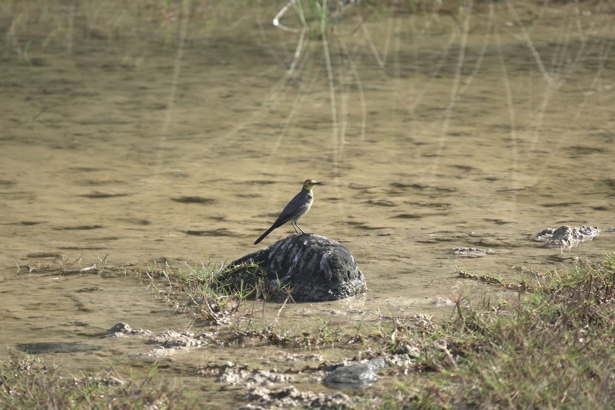 Citrine Wagtail - ML646076582