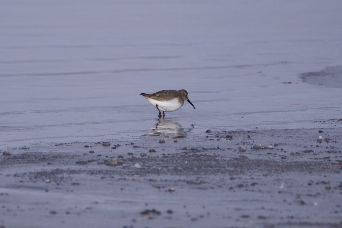 Хар элсэг - ML646076594