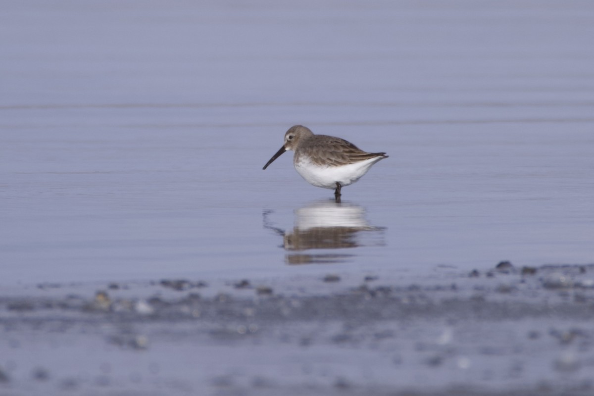 Хар элсэг - ML646076596