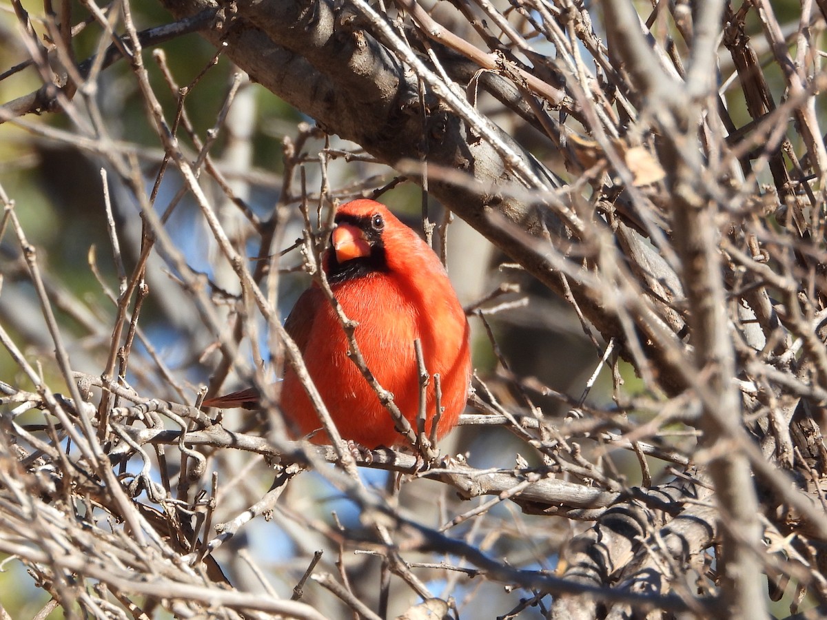 Northern Cardinal - ML646076600