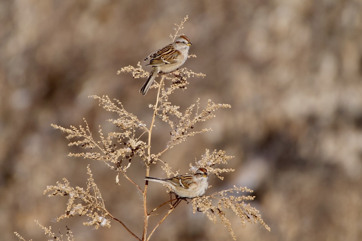 American Tree Sparrow - ML646076606