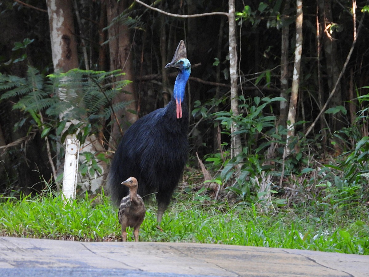 Southern Cassowary - ML646076611