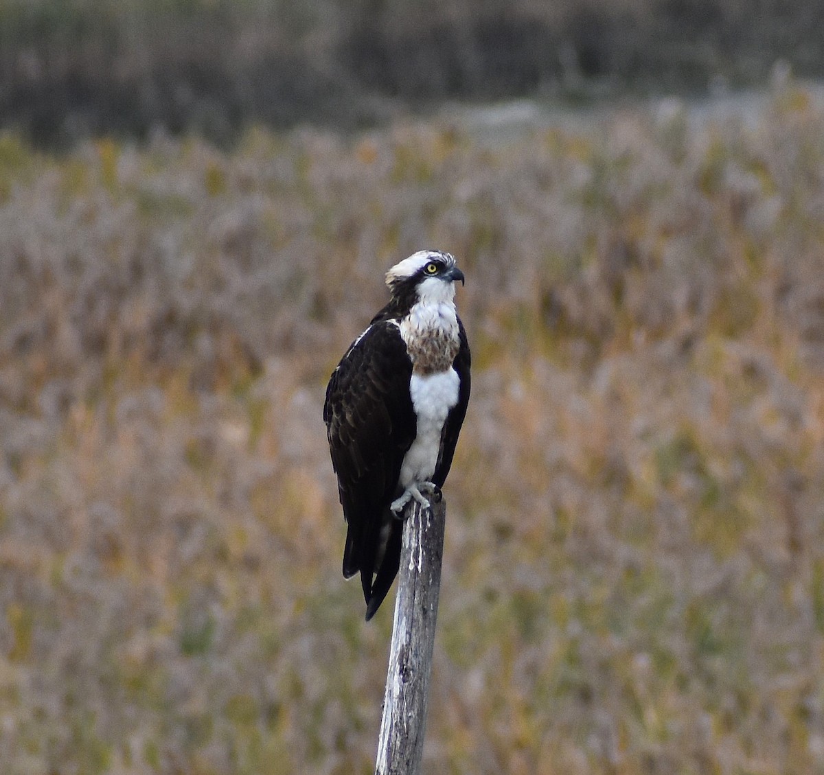 Osprey - ML646076612