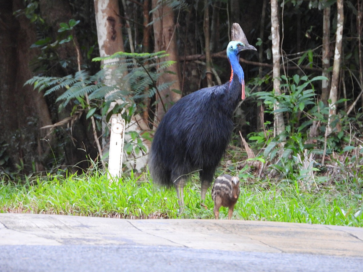 Southern Cassowary - ML646076613