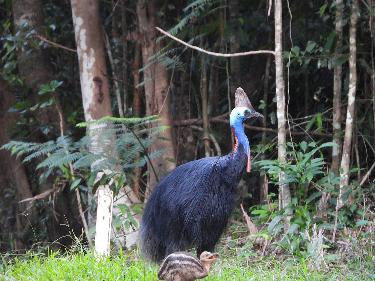 Southern Cassowary - ML646076614