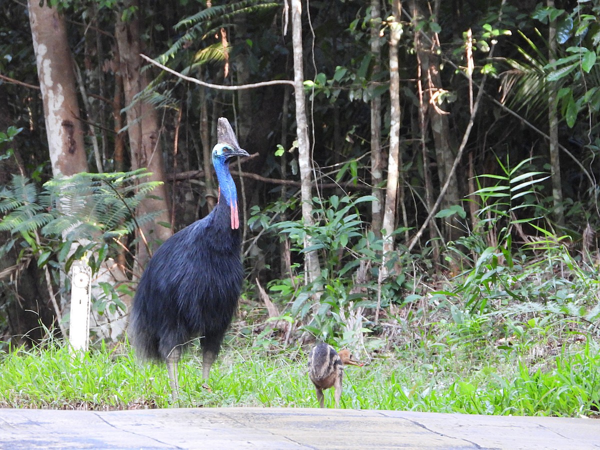 Southern Cassowary - ML646076615