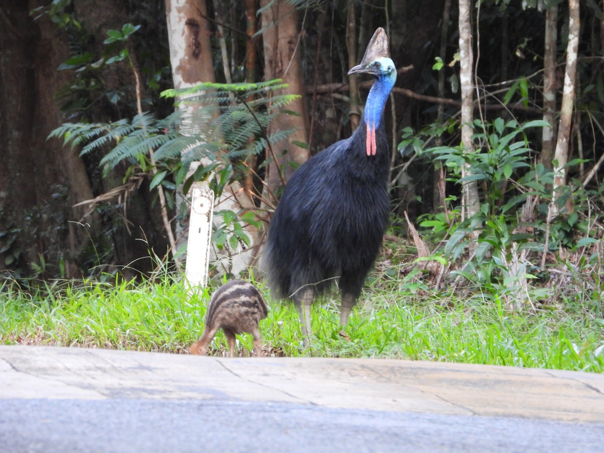 Southern Cassowary - ML646076616