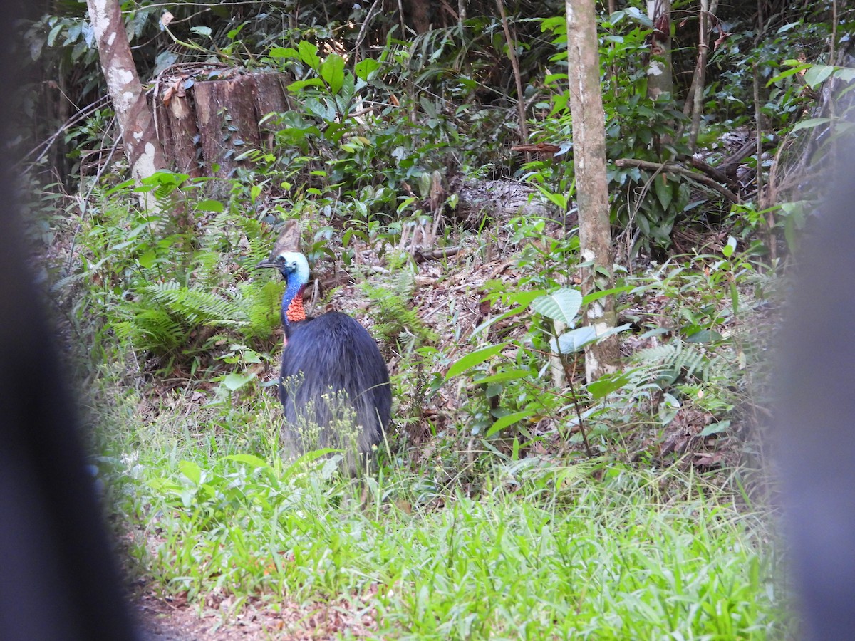 Southern Cassowary - ML646076617