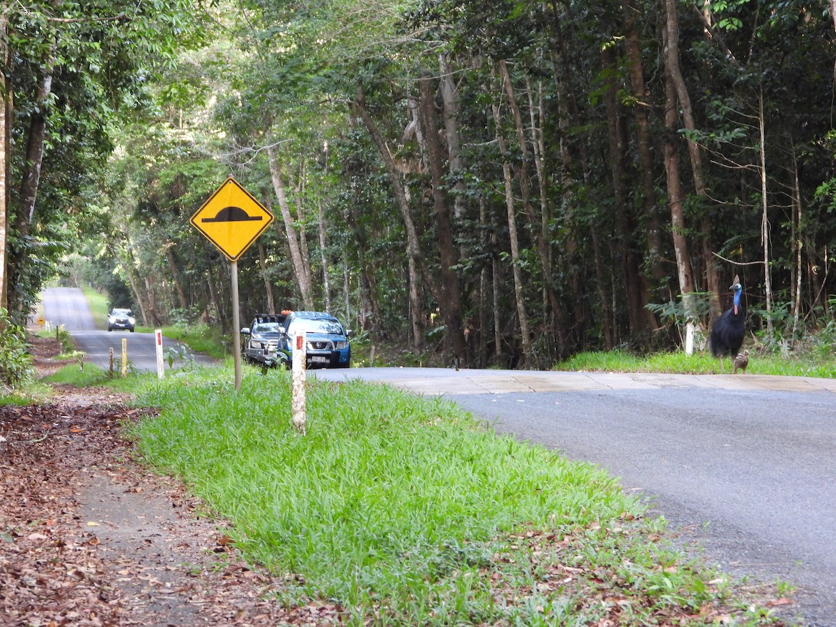 Southern Cassowary - ML646076618