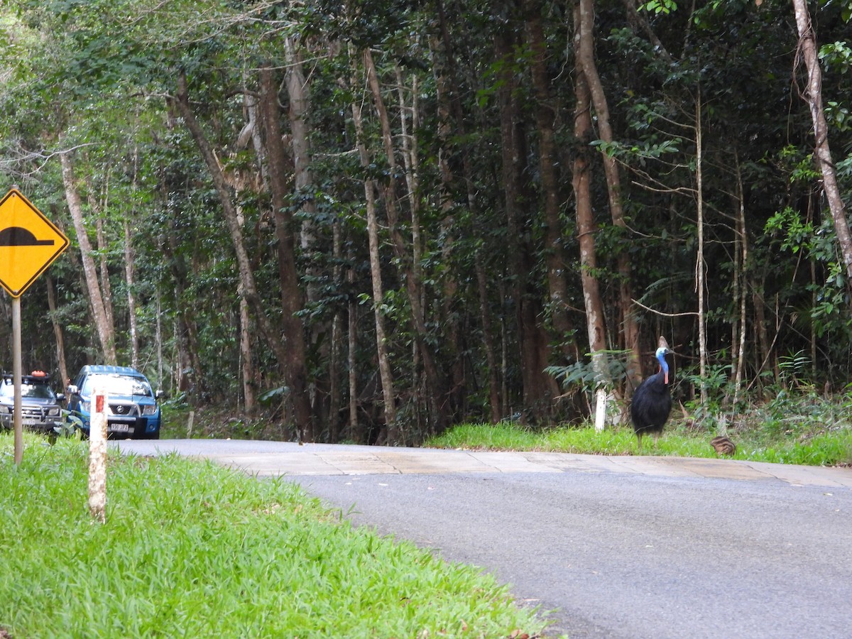 Southern Cassowary - ML646076622