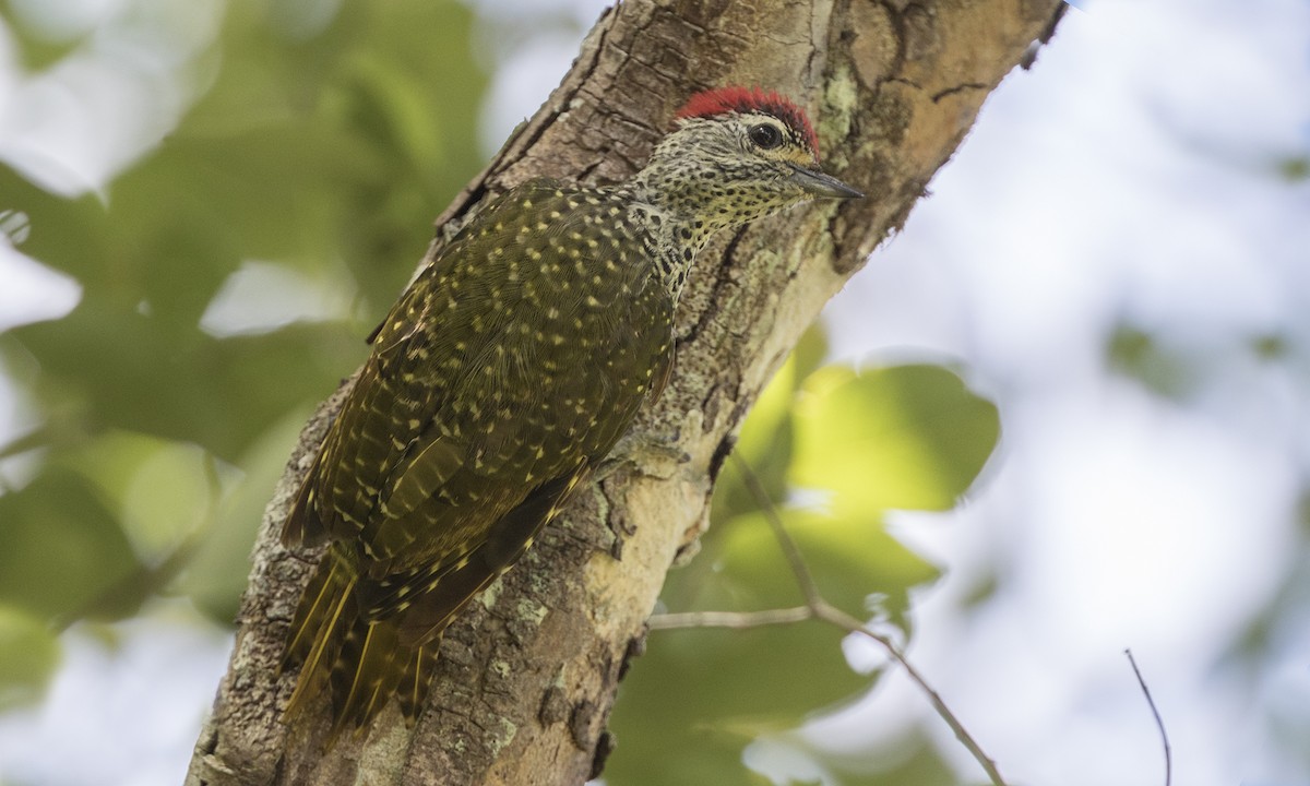 datel čabrakový - ML646076629