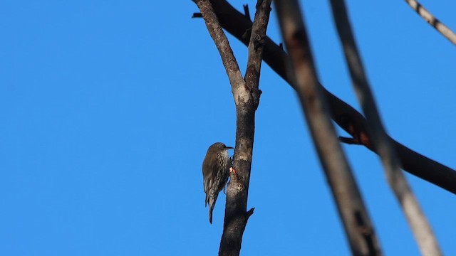 White-throated Treecreeper - ML646076631