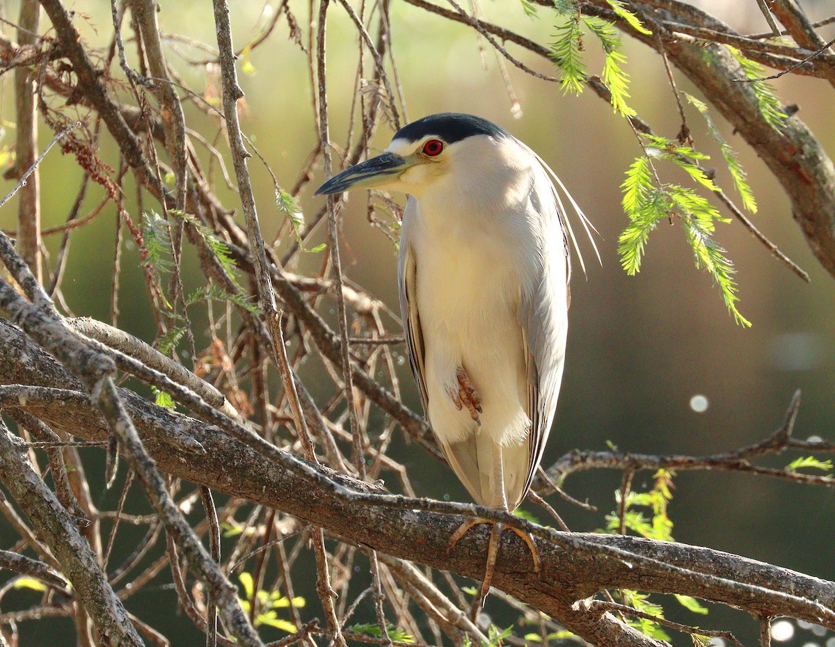 Black-crowned Night Heron - ML646076637