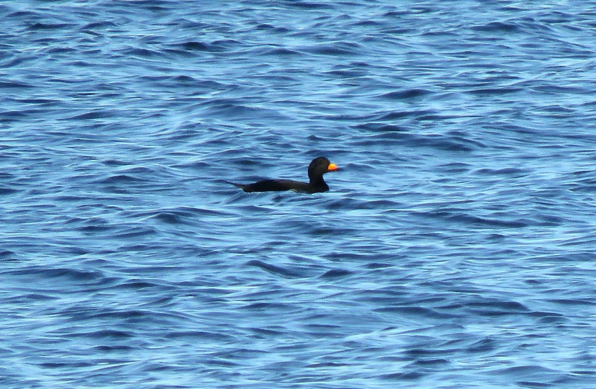 turpan žlutozobý - ML646076639