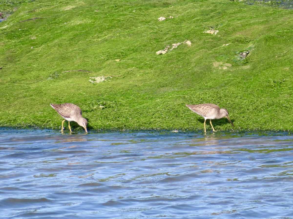 Long-billed Dowitcher - ML646076655