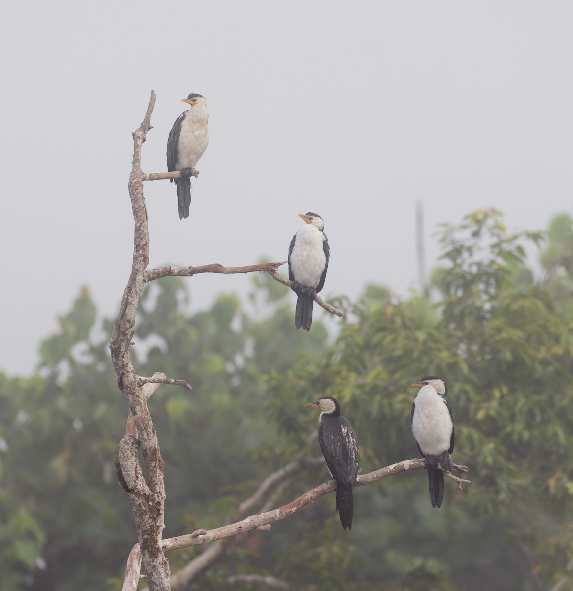 kormorán černobílý - ML646076656