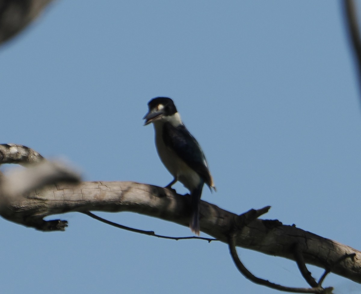 Forest Kingfisher - ML646076658