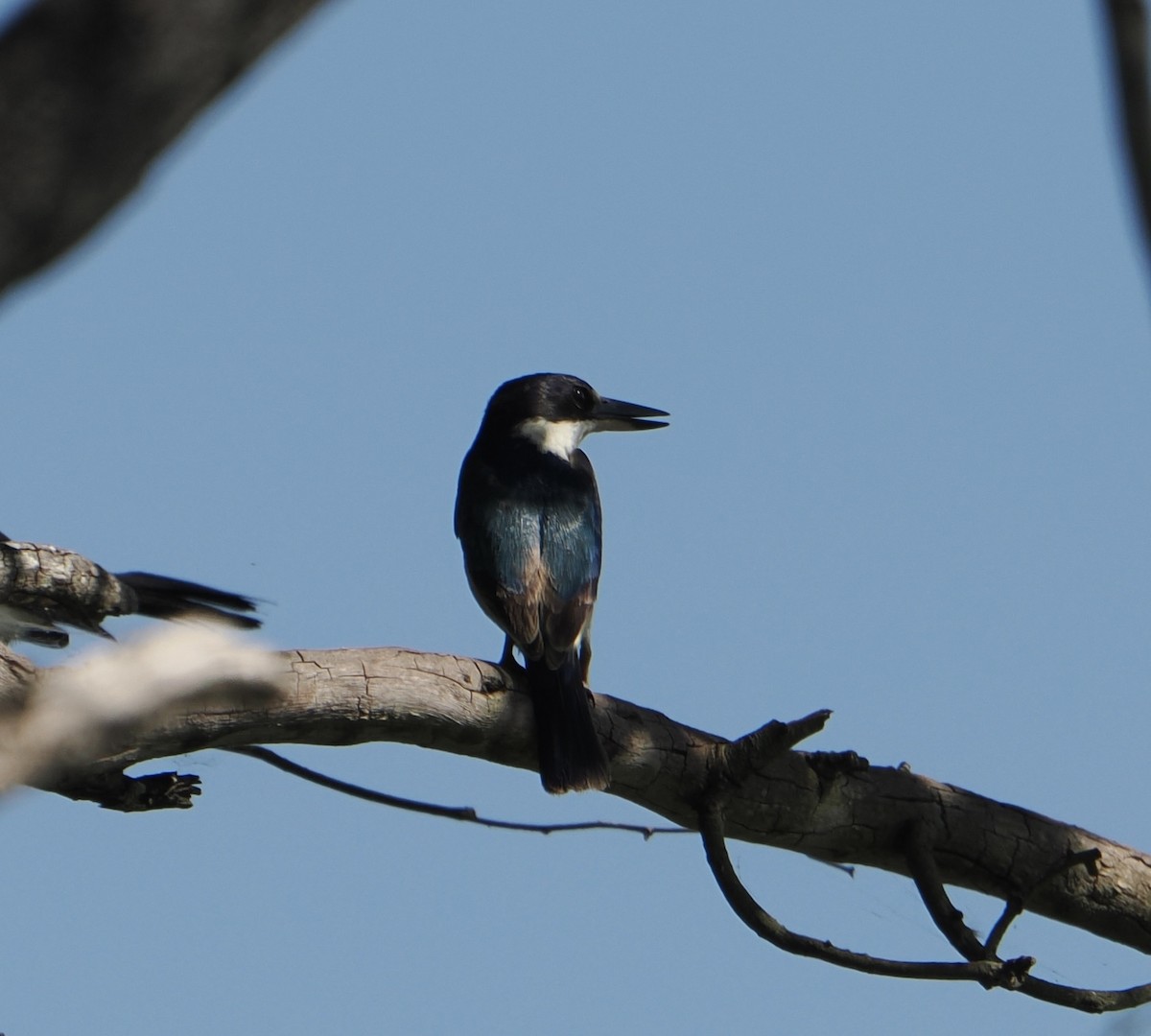 Forest Kingfisher - ML646076659
