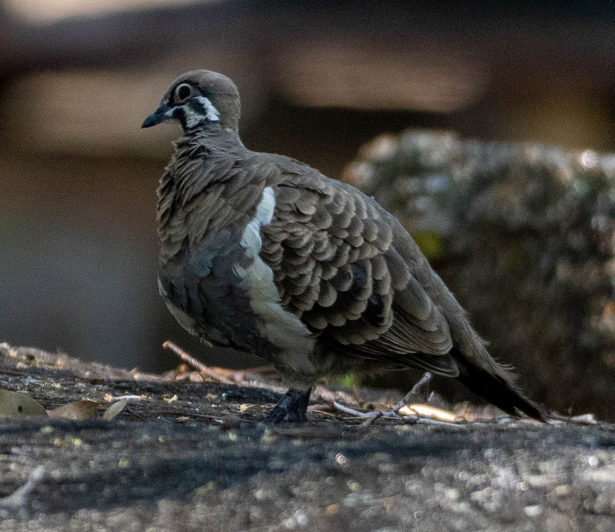 Squatter Pigeon - ML646076662