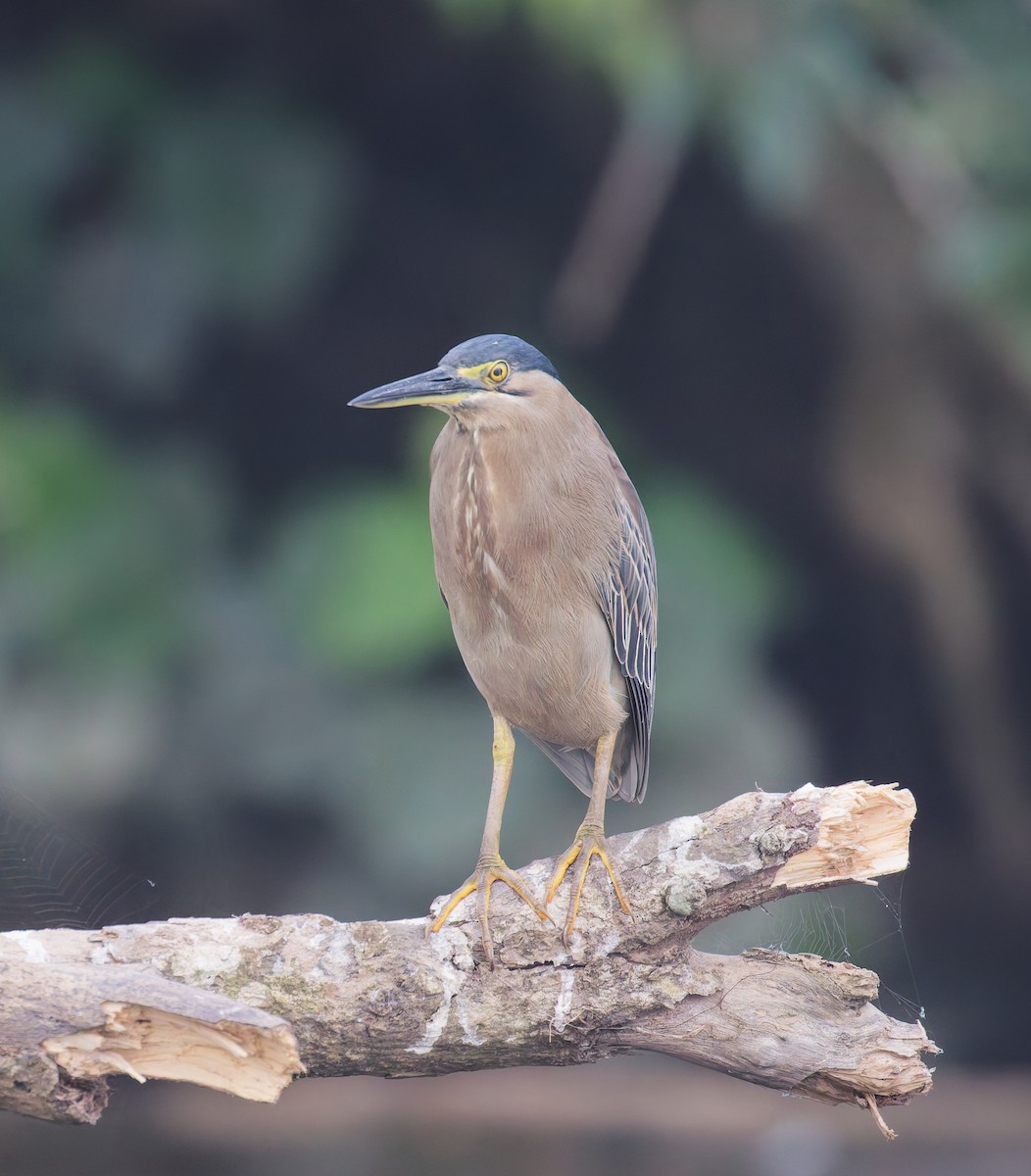 volavka malá - ML646076665