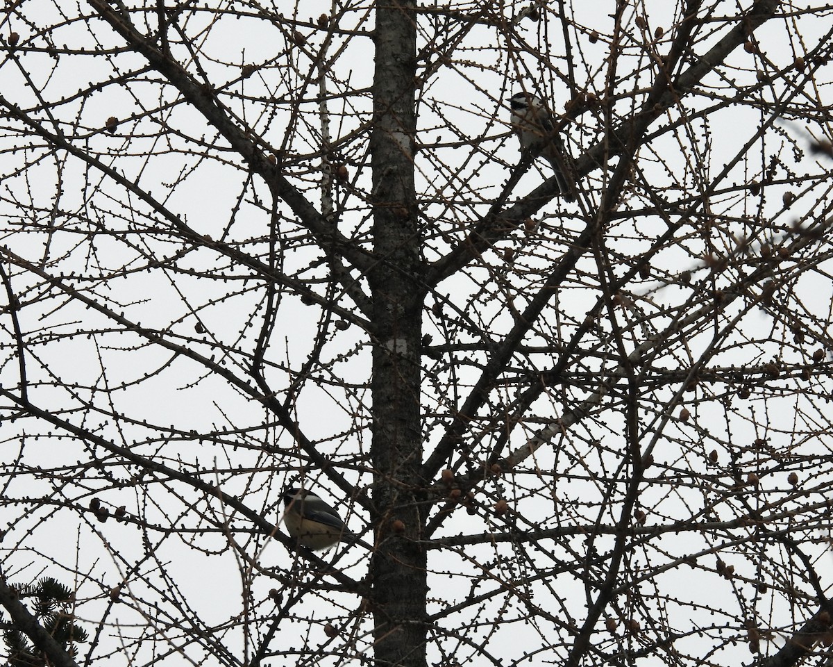 Black-capped Chickadee - ML646076667
