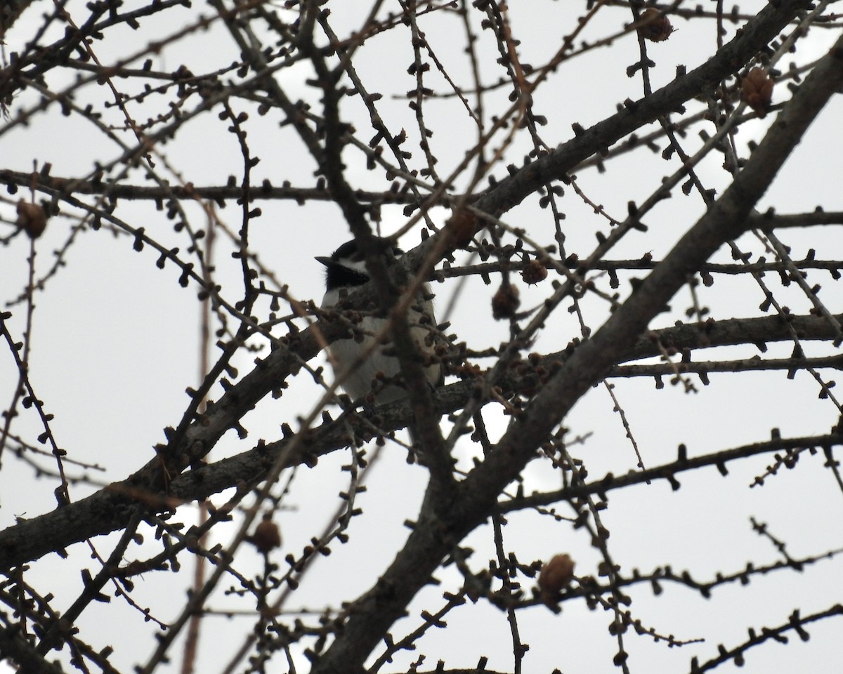Black-capped Chickadee - ML646076670