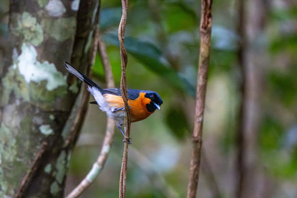 Australian Spectacled Monarch - ML646076671